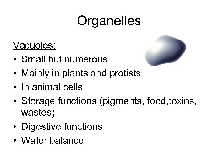 Organelles Vacuoles: • Small but numerous • Mainly in plants and protists • In