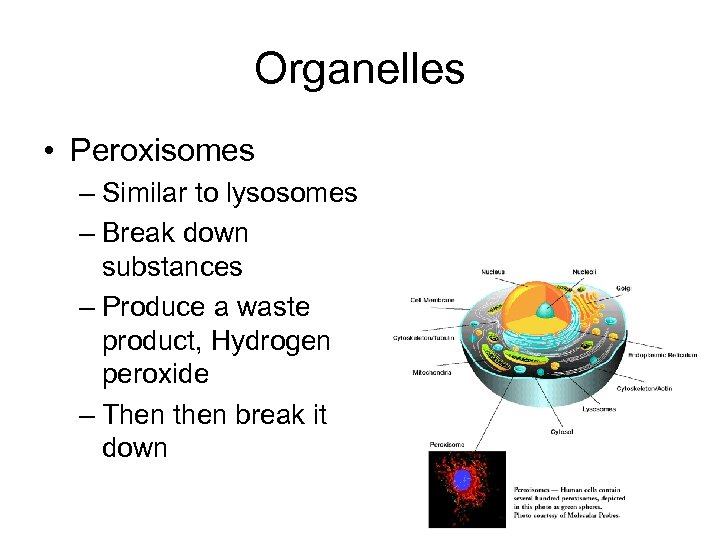 Organelles • Peroxisomes – Similar to lysosomes – Break down substances – Produce a