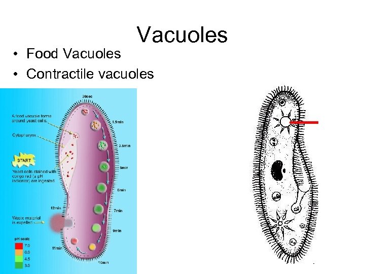 Vacuoles • Food Vacuoles • Contractile vacuoles 