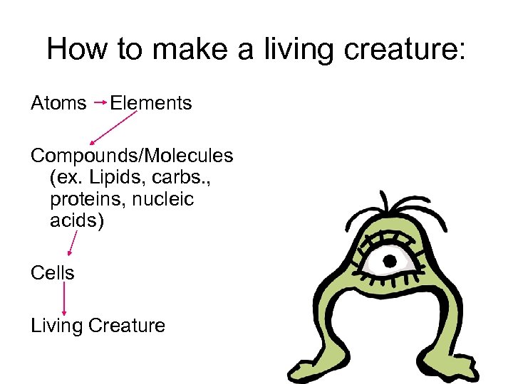 How to make a living creature: Atoms Elements Compounds/Molecules (ex. Lipids, carbs. , proteins,