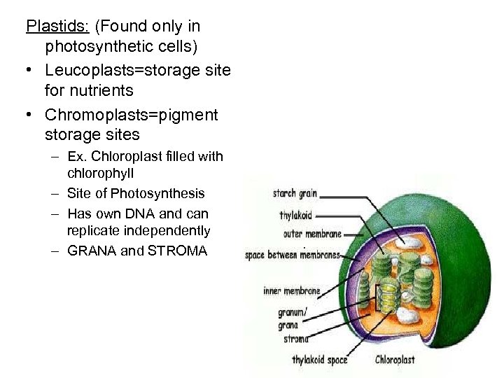 Plastids: (Found only in photosynthetic cells) • Leucoplasts=storage site for nutrients • Chromoplasts=pigment storage