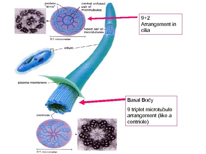 9+2 Arrangement in cilia Basal Body 9 triplet microtubule arrangement (like a centriole) 