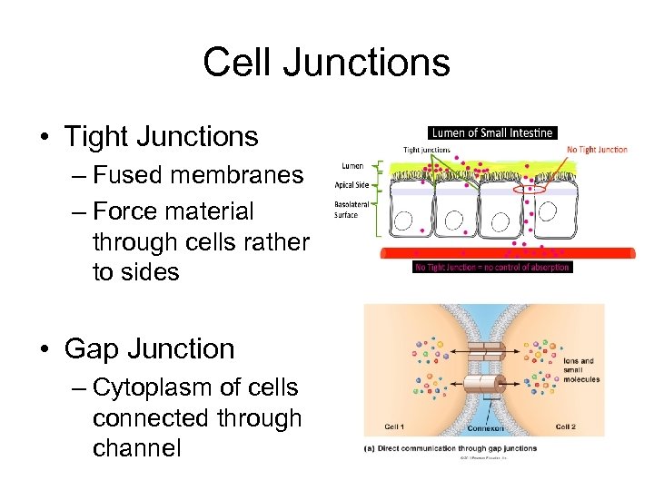 Cell Junctions • Tight Junctions – Fused membranes – Force material through cells rather