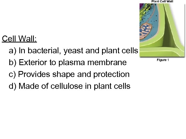 Cell Wall: a) In bacterial, yeast and plant cells b) Exterior to plasma membrane