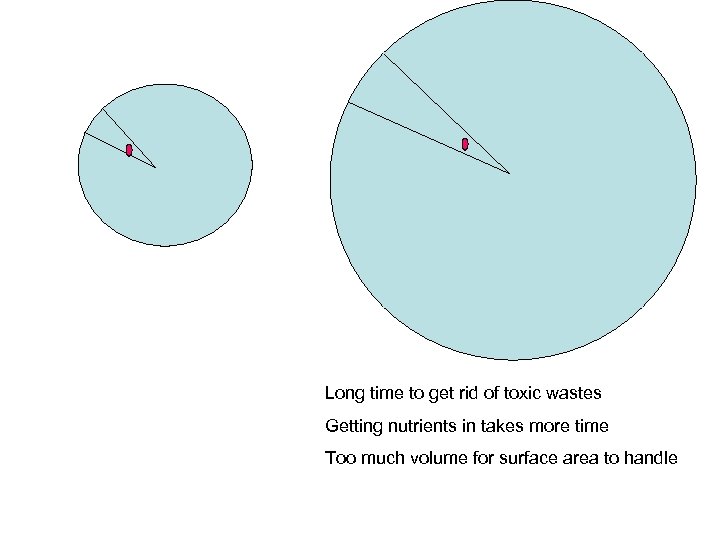Long time to get rid of toxic wastes Getting nutrients in takes more time