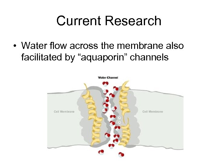 Current Research • Water flow across the membrane also facilitated by “aquaporin” channels 