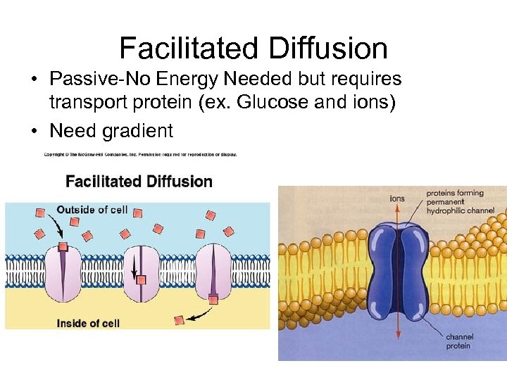 Facilitated Diffusion • Passive-No Energy Needed but requires transport protein (ex. Glucose and ions)