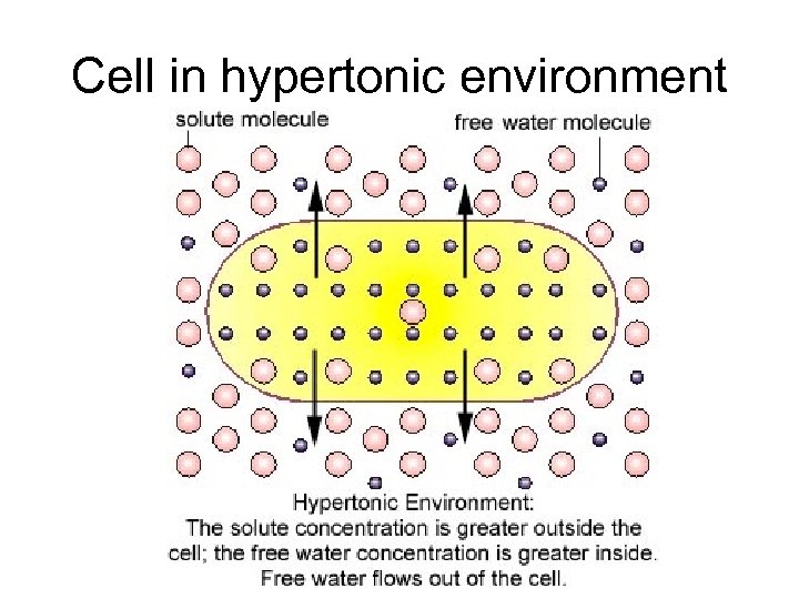 Cell in hypertonic environment 