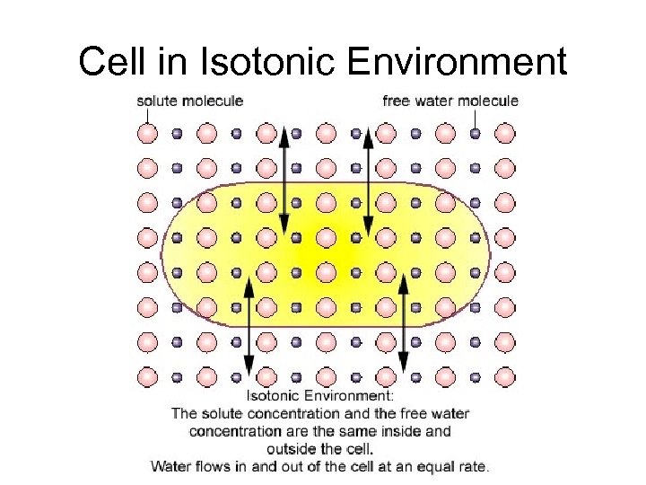 Cell in Isotonic Environment 