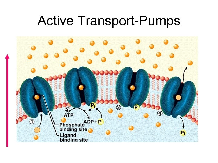 Active Transport-Pumps 