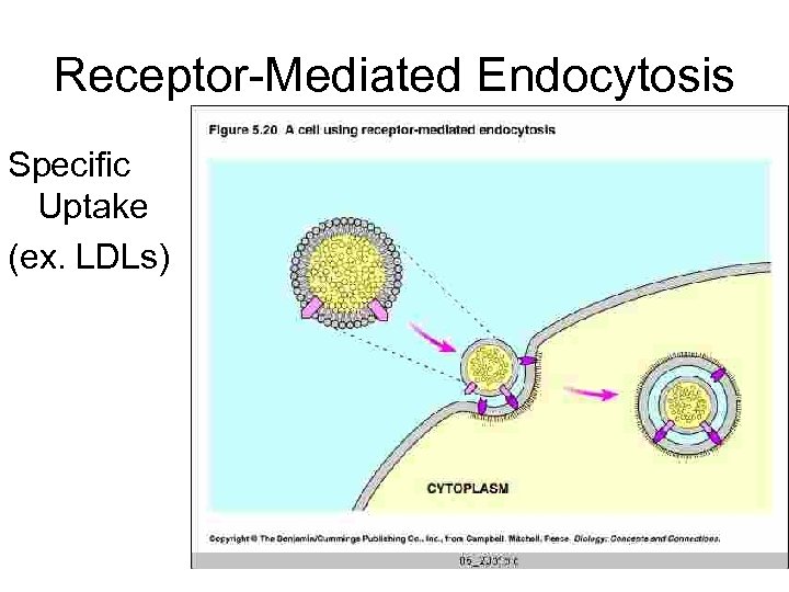 Receptor-Mediated Endocytosis Specific Uptake (ex. LDLs) 