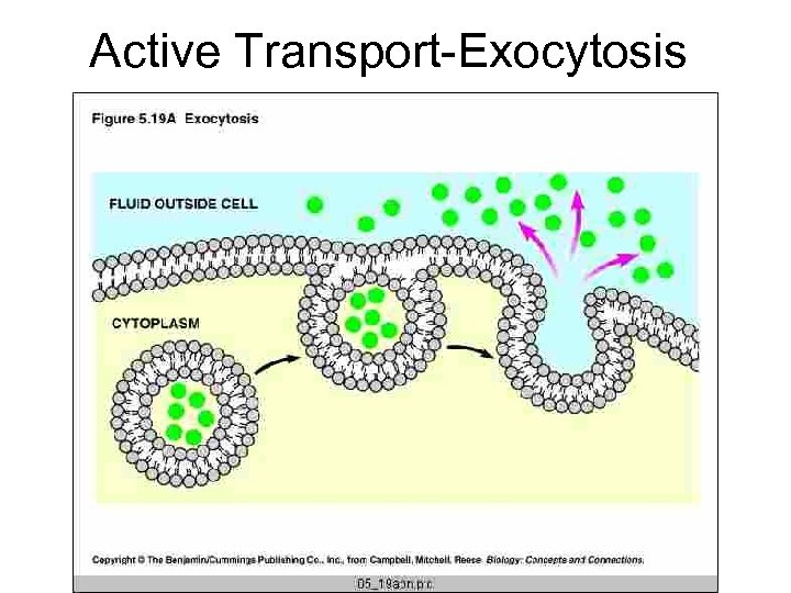 Active Transport-Exocytosis 