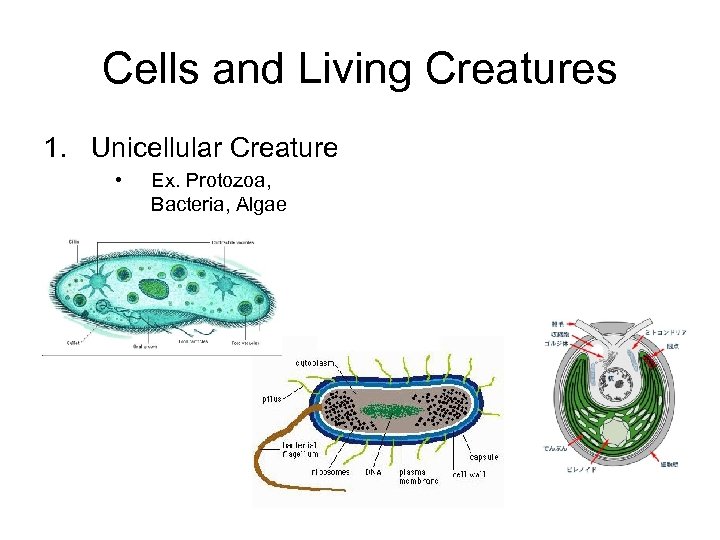 Cells and Living Creatures 1. Unicellular Creature • Ex. Protozoa, Bacteria, Algae 