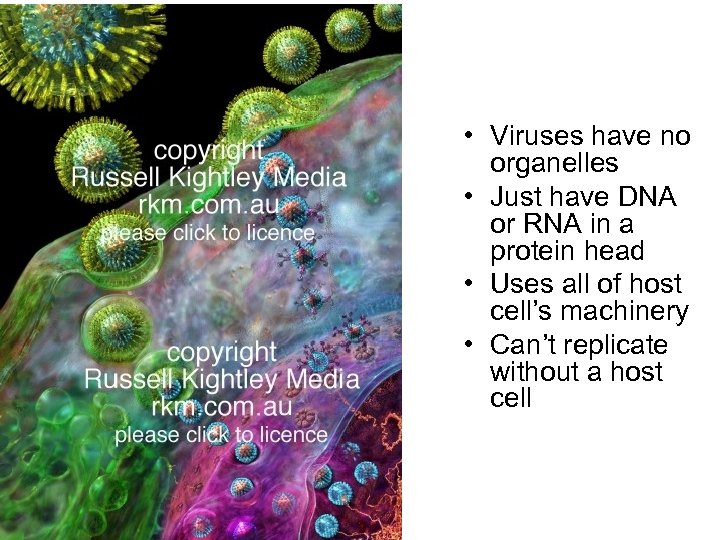  • Viruses have no organelles • Just have DNA or RNA in a