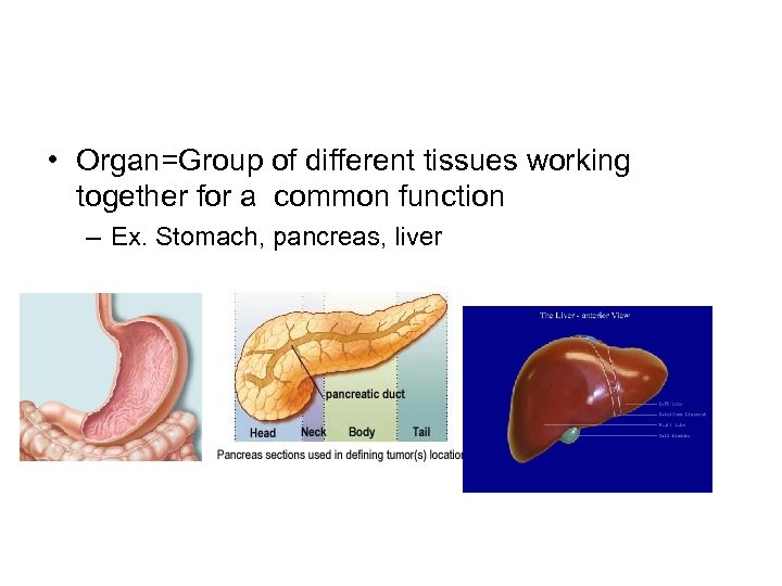  • Organ=Group of different tissues working together for a common function – Ex.