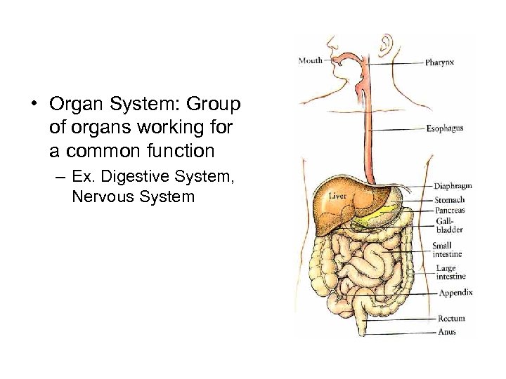  • Organ System: Group of organs working for a common function – Ex.