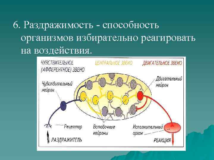 6. Раздражимость - способность организмов избирательно реагировать на воздействия. 