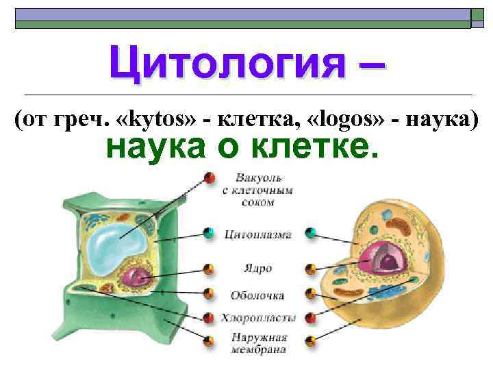 Цитология – (от греч. «kytos» - клетка, «logos» - наука) наука о клетке. 