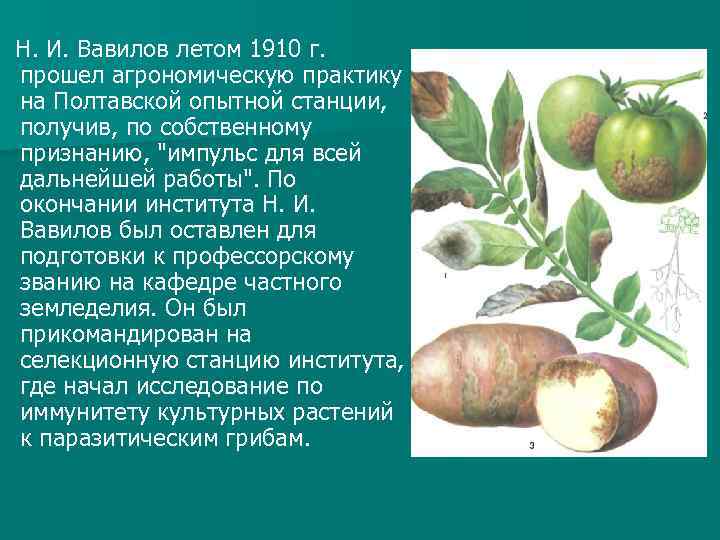  Н. И. Вавилов летом 1910 г. прошел агрономическую практику на Полтавской опытной станции,