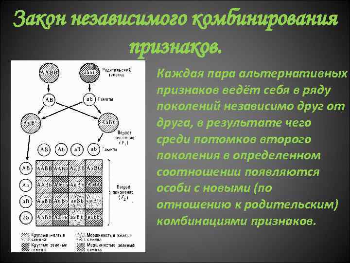 Закон независимого комбинирования признаков. Каждая пара альтернативных признаков ведёт себя в ряду поколений независимо