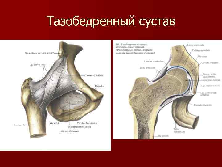 Тазобедренный сустав фото где находится у женщин симптомы