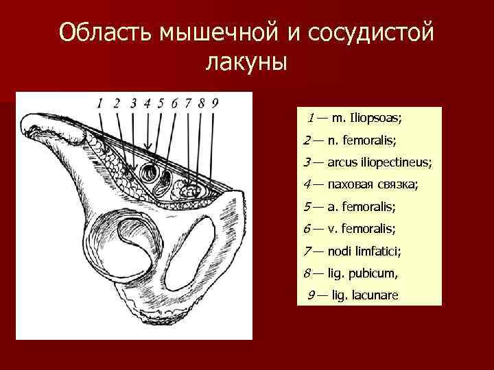 Сосудистая лакуна. Сосудистая и мышечная лакуны топография. Мышечная лакуна и сосудистая лакуна. Сосудистая лакуна топографическая анатомия.