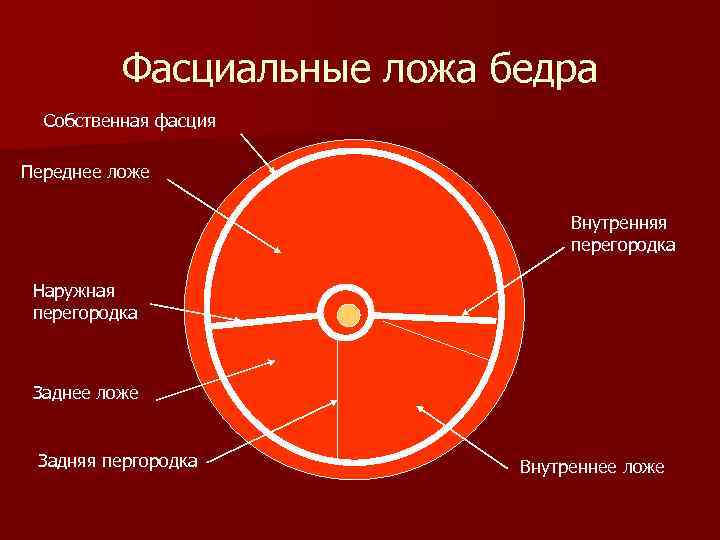 Фасциальные ложа бедра Собственная фасция Переднее ложе Внутренняя перегородка Наружная перегородка Заднее ложе Задняя