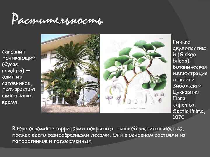 Растительность Саговник поникающий (Cycas revoluta) — один из саговников, произрастаю щих в наше время