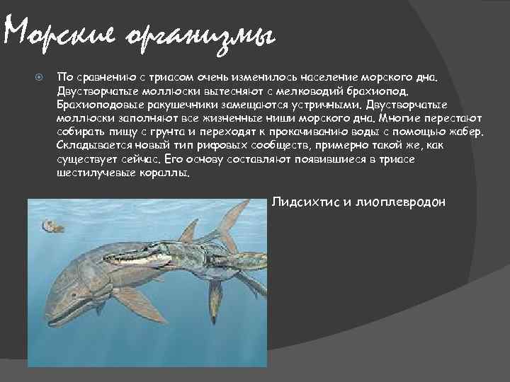 Морские организмы По сравнению с триасом очень изменилось население морского дна. Двустворчатые моллюски вытесняют