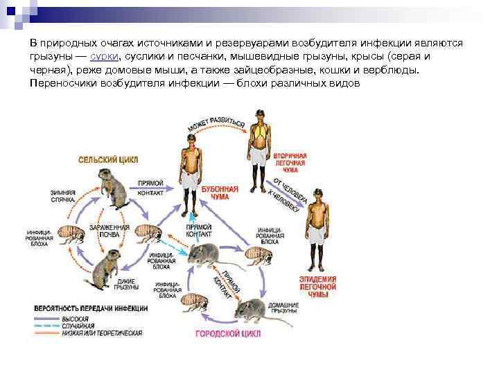 В природных очагах источниками и резервуарами возбудителя инфекции являются грызуны — сурки, суслики и