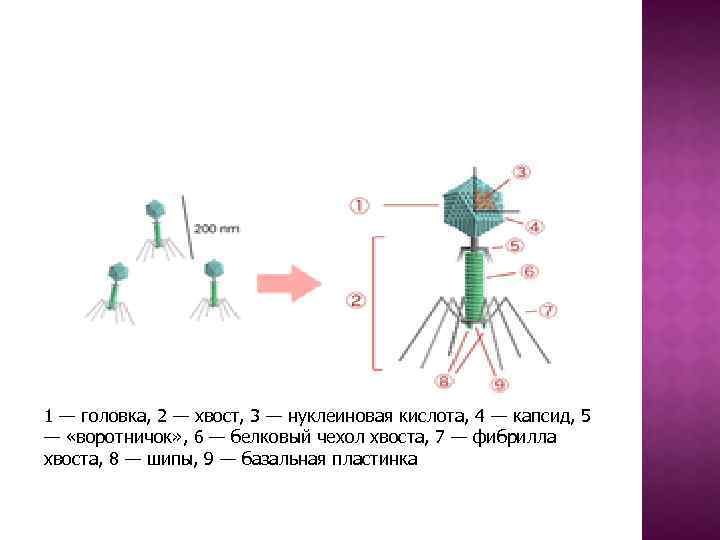 1 — головка, 2 — хвост, 3 — нуклеиновая кислота, 4 — капсид, 5