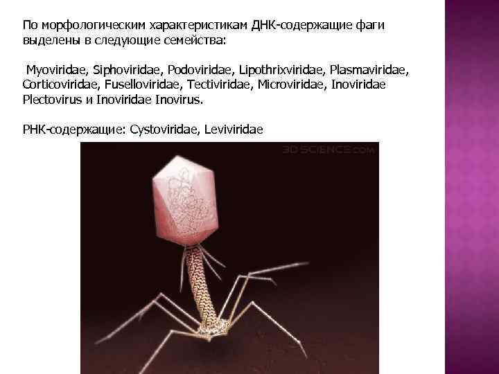 По морфологическим характеристикам ДНК-содержащие фаги выделены в следующие семейства: Myoviridae, Siphoviridae, Podoviridae, Lipothrixviridae, Plasmaviridae,