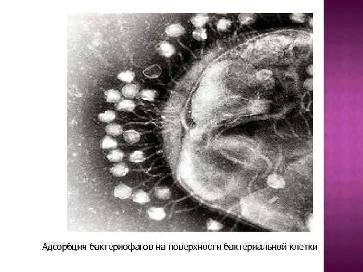 Адсорбция бактериофагов на поверхности бактериальной клетки 