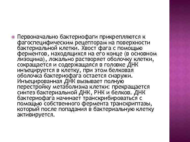  Первоначально бактериофаги прикрепляются к фагоспецифическим рецепторам на поверхности бактериальной клетки. Хвост фага с