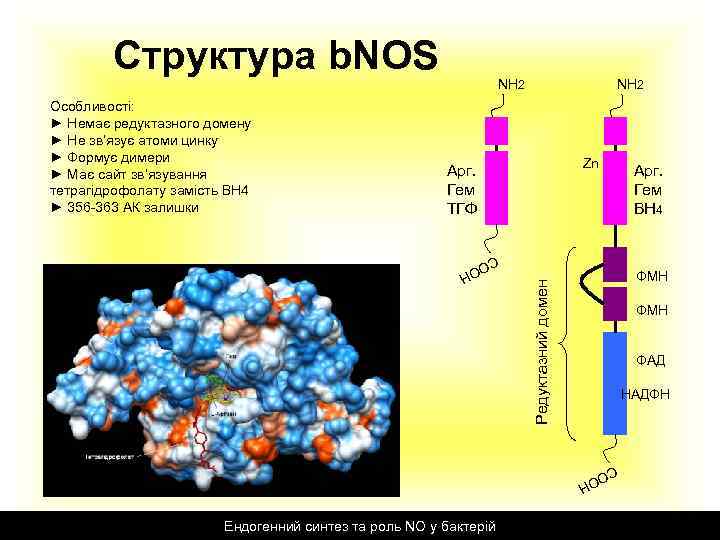Структура b. NOS Особливості: ► Немає редуктазного домену ► Не зв’язує атоми цинку ►