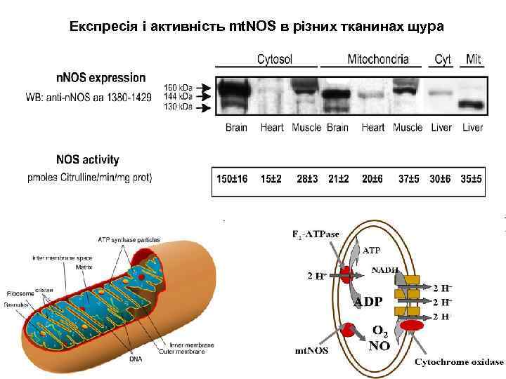 Експресія і активність mt. NOS в різних тканинах щура 
