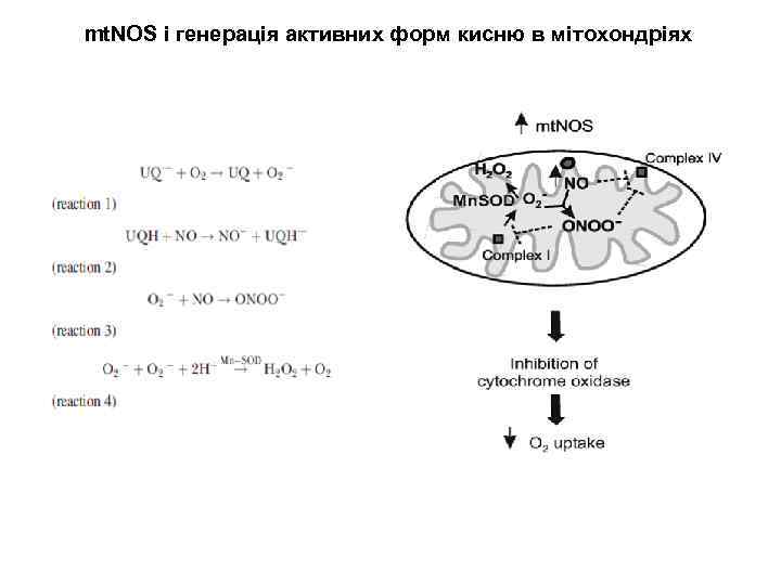 mt. NOS і генерація активних форм кисню в мітохондріях 