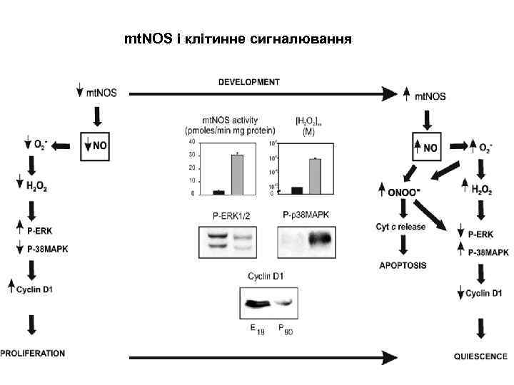 mt. NOS і клітинне сигналювання 