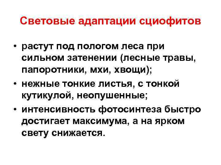 Световые адаптации сциофитов • растут под пологом леса при сильном затенении (лесные травы, папоротники,