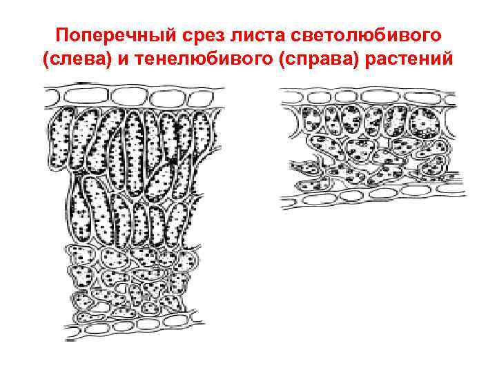 Поперечный срез листа светолюбивого (слева) и тенелюбивого (справа) растений 