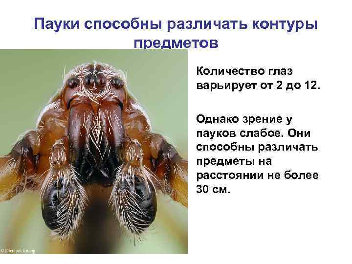 Адаптация паукообразных. Поведенческая адаптация пауков. Физиологические адаптации паука. Кол-во глаз у паукообразных. Зрение пауков.