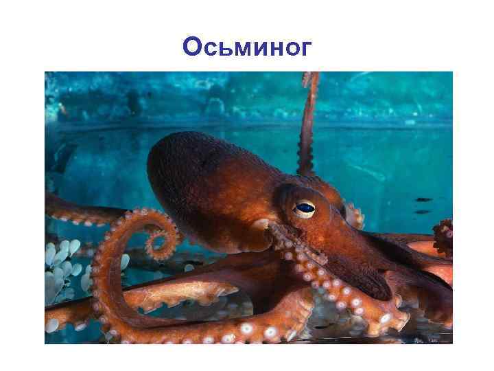 Осьминог 