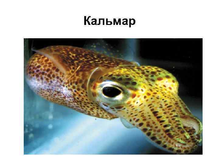 Кальмар 