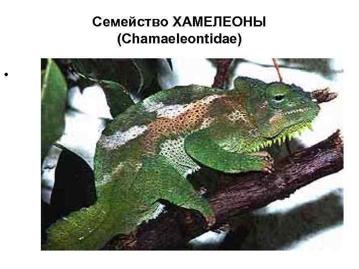 Семейство ХАМЕЛЕОНЫ (Chamaeleontidae) • 