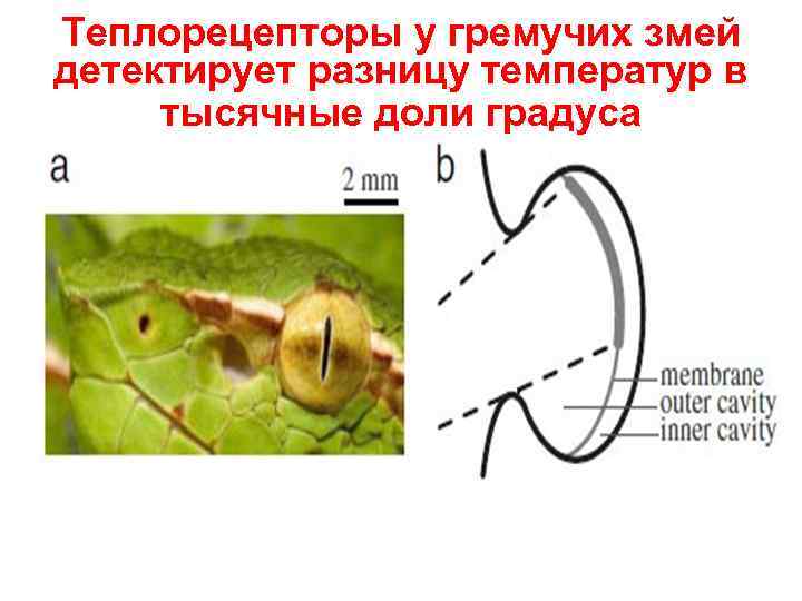 Теплорецепторы у гремучих змей детектирует разницу температур в тысячные доли градуса 