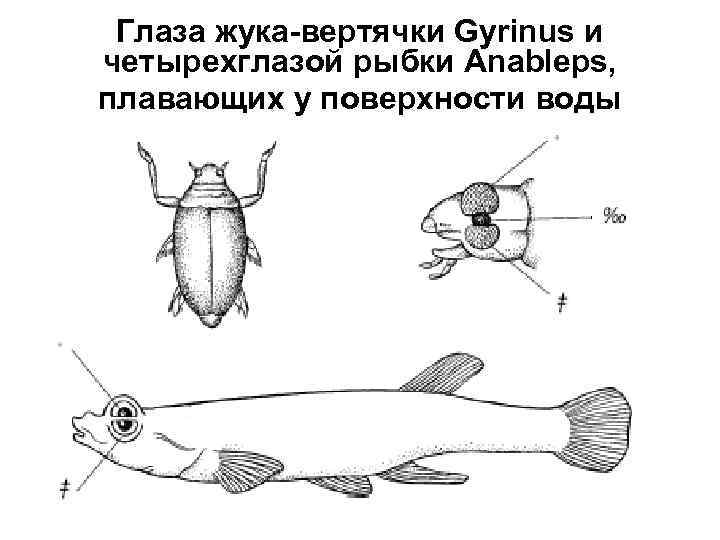 Глаза жука-вертячки Gyrinus и четырехглазой рыбки Anableps, плавающих у поверхности воды 