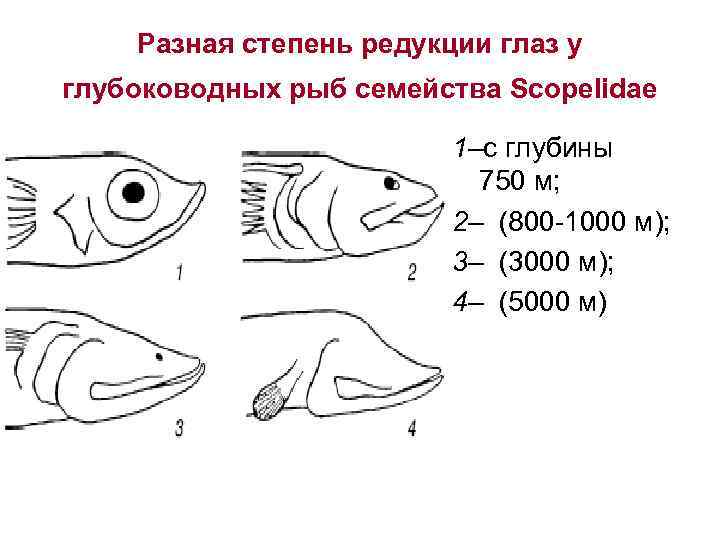 Разная степень редукции глаз у глубоководных рыб семейства Scopelidae 1–с глубины 750 м; 2–