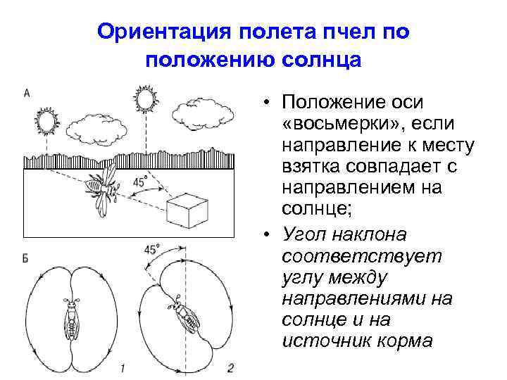 Ориентация полета пчел по положению солнца • Положение оси «восьмерки» , если направление к