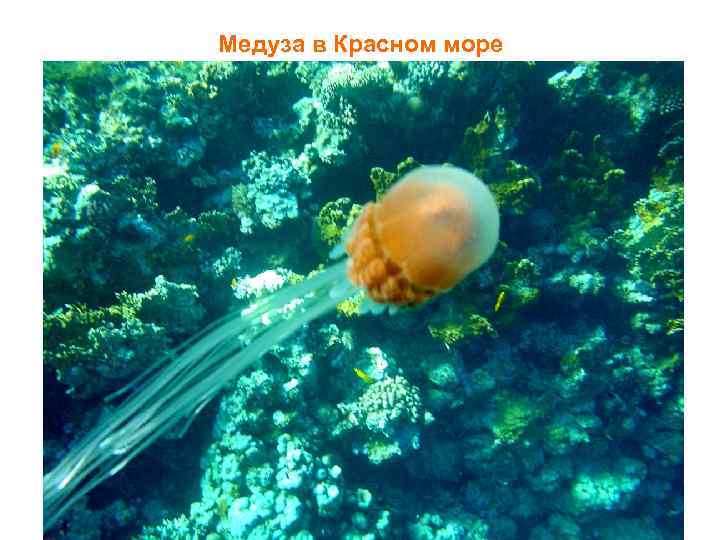 Медуза в Красном море 