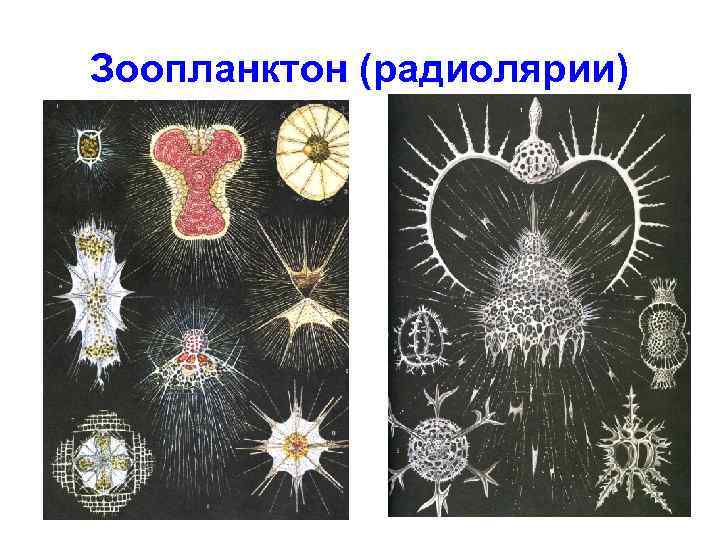 Зоопланктон (радиолярии) 